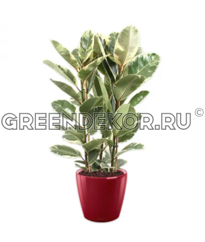 Фикус Эластика Тинеке 3 ствола в кашпо Lechuza Classico LS 43 красный Высота 160 см
