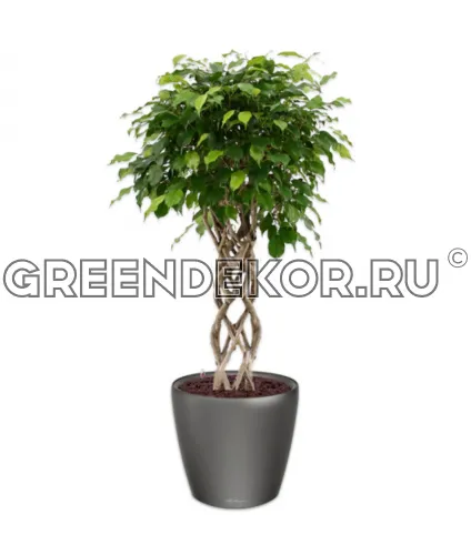 Фикус Бенжамина Экзотика цилиндр в кашпо Lechuza Classico LS 43 антрацит Высота 140 см