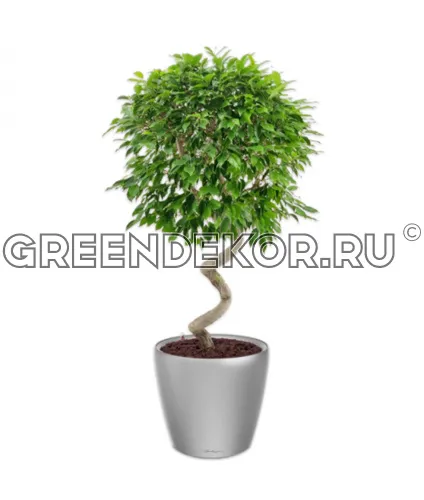 Фикус Бенжамина Экзотика Спираль в кашпо Lechuza Classico LS 43 серебро Высота 130 см