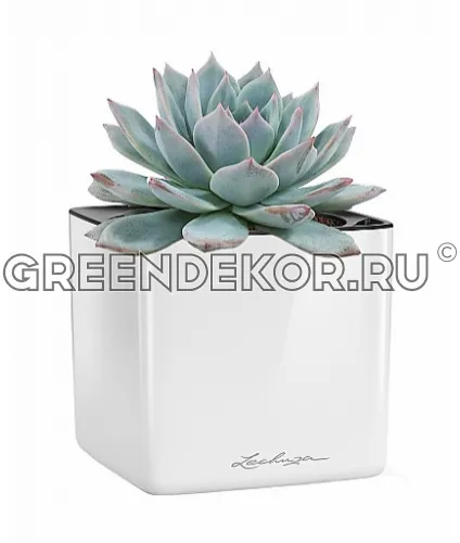 Эхеверия неповторимая в кашпо с автополивом LECHUZA Белый блестящий высота 17 см
