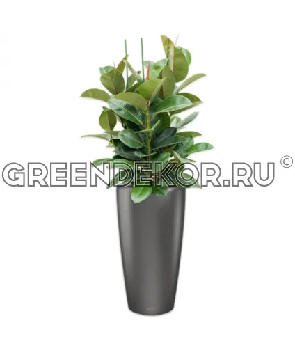 Фикус Робуста 3 ствола в кашпо Lechuza Rondo 32 антрацит Высота 120 см
