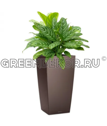 Аглаонемы Страйпс в кашпо Lechuza Cubico 40 коричневый Высота 120 см