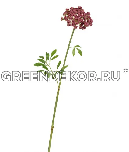 Анна Королевская бордово-зеленая (искусственная) высота 62 см