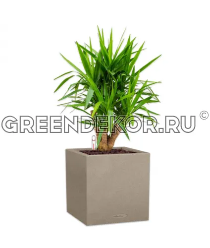 Юкка бранч в кашпо Lechuza CANTO Stone low 40 бежевый Высота 140 см