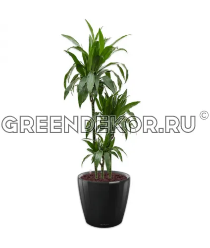Драцена Джанет Крейг 3 ствола в кашпо Lechuza Classico LS 35 черный Высота 150 см