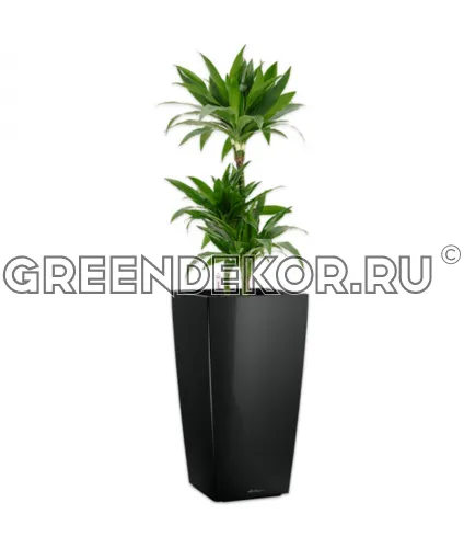 Драцена Джанет Крейг 3 ствола 21/120см в кашпо Cubico 30 черный Высота 140 см