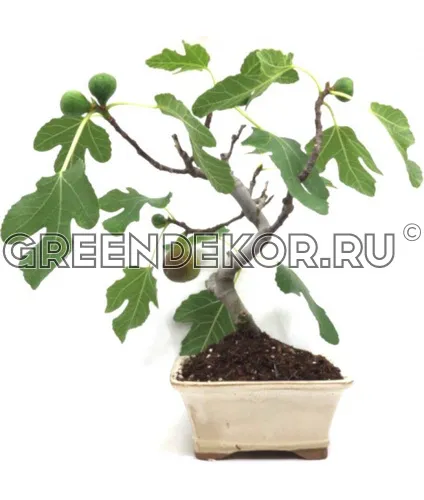 БОНСАЙ ИНЖИР ДИАМЕТР 15 СМ ВЫСОТА 32 СМ