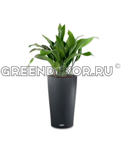 Композиция из аспидистр в кашпо Lechuza Cilindro Color 32 серый Высота 100 см