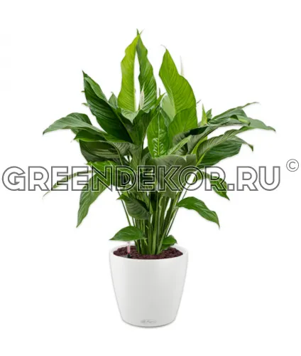 Спатифиллум в кашпо Lechuza Classico Color 35 белый Высота 140 см