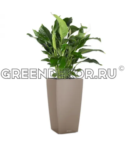 Спатифиллум в кашпо Lechuza Cubico Color 30 бежевый Высота 120 см