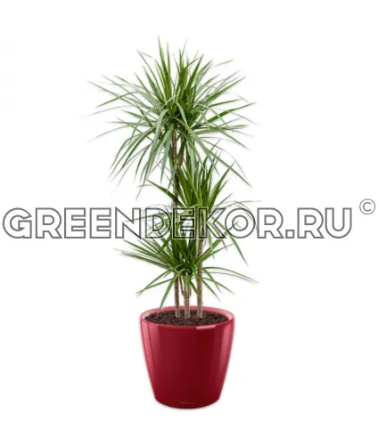 Драцена Маргината 3 ствола 24/150см в кашпо Lechuza Classico LS 35 красный Высота 150 см