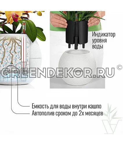 Крассула Овата в кашпо с автополивом LECHUZA Серый высота 30 см фото 3