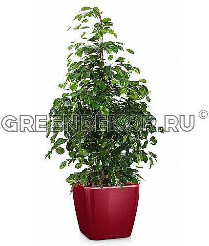 Фикус Бенджамина Даниэль в кашпо с автополивом LECHUZA Ярко-красный высота 100 см