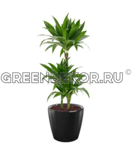 Драцена Джанет Крейг 3 ствола в кашпо Lechuza Classico LS 28 черный Высота 120 см