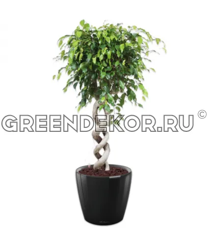 Фикус Бенжамина двойная спираль в кашпо Lechuza Classico LS 43 черный Высота 130 см