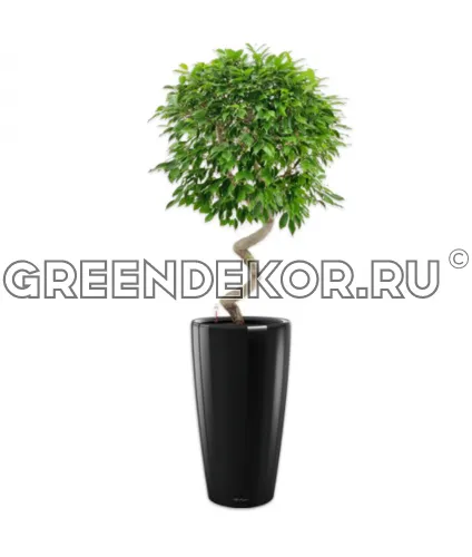 Фикус Бенжамина Экзотика Спираль в кашпо Lechuza Rondo 40 черный Высота 170 см