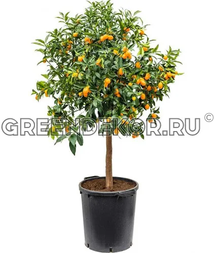КУМКВАТ Диаметр 55 см Высота 190 см