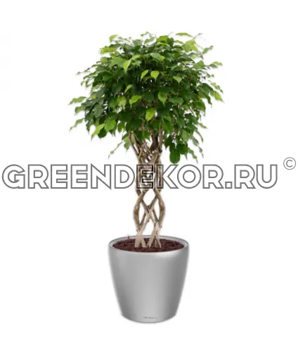 Фикус Бенжамина Экзотика цилиндр в кашпо Lechuza Classico LS 43 серебро Высота 140 см
