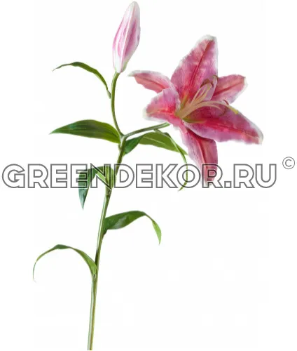 Лилия Стар Гейзер темно-розовая с белым (искусственная) высота 97 см