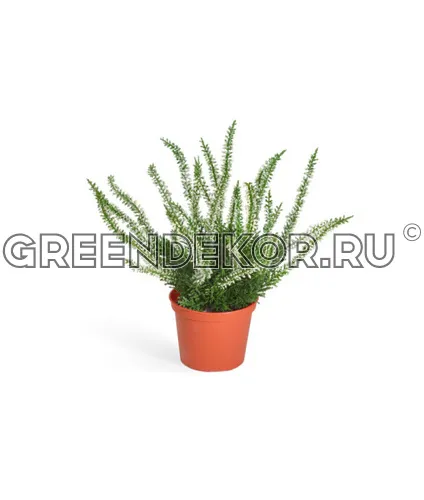 Эрика (вереск) куст белый (искусственный) высота 27 см