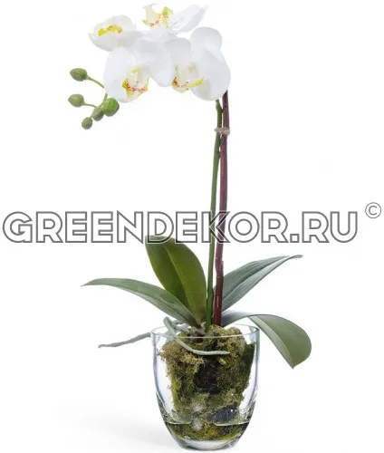 Орхидея Фаленопсис с мхом корнями землёй (искусственная) высота 40 см