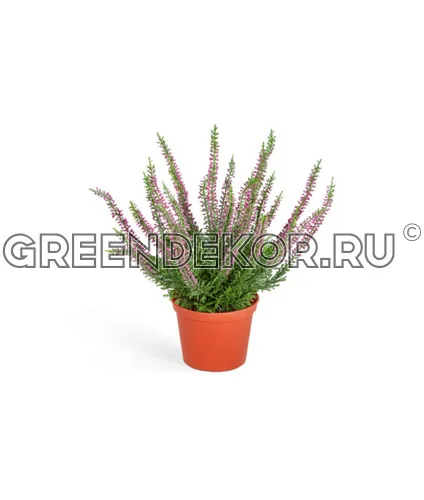 Эрика (вереск) куст тёмно-сиреневый (искусственный) высота 27 см