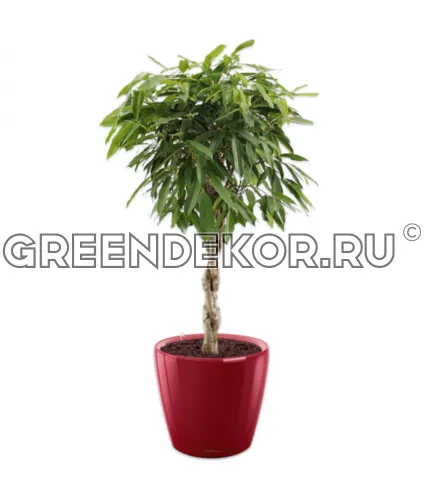 Фикус Биннедика Амстел Кинг штамб твист в кашпо Lechuza Сlassico LS 43 красный Высота 140 см