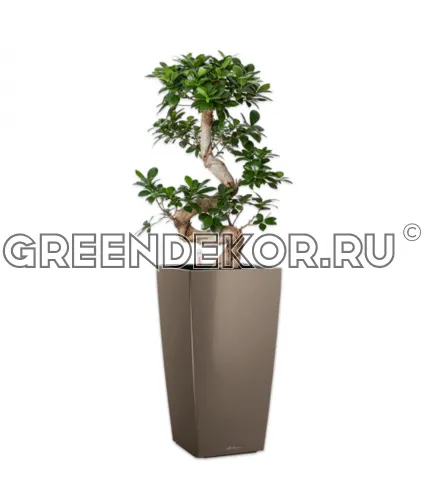 Фикус Микрокарпа бонсай S-type в кашпо Lechuza Cubico 30 серо-коричневый Высота 110 см