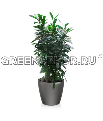 Фикус Циатистипула 3 ствола в кашпо Lechuza Сlassico LS 43 антрацит Высота 130 см
