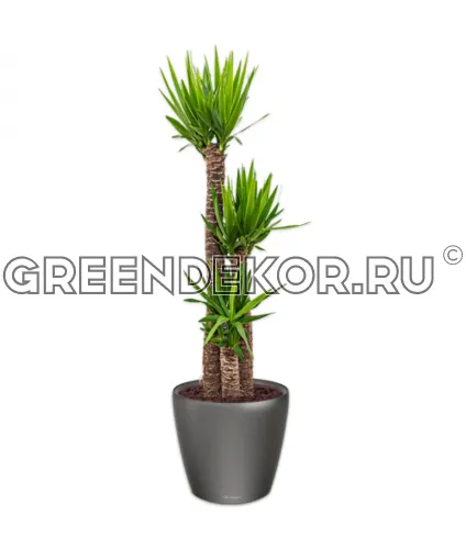 Юкка 3 ствола в кашпо Lechuza Сlassico LS 35 антрацит Высота 120 см