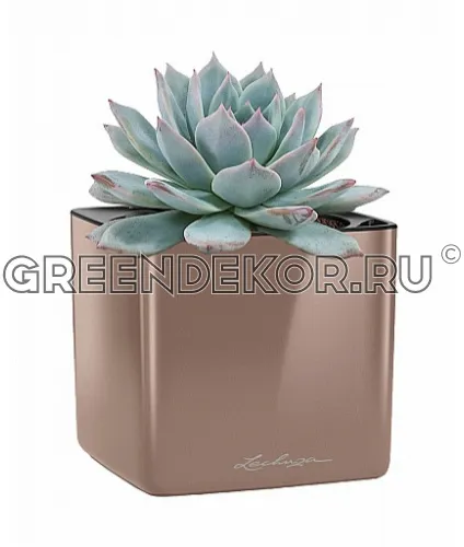 Эхеверия неповторимая в кашпо с автополивом LECHUZA Кофе блестящий высота 17 см