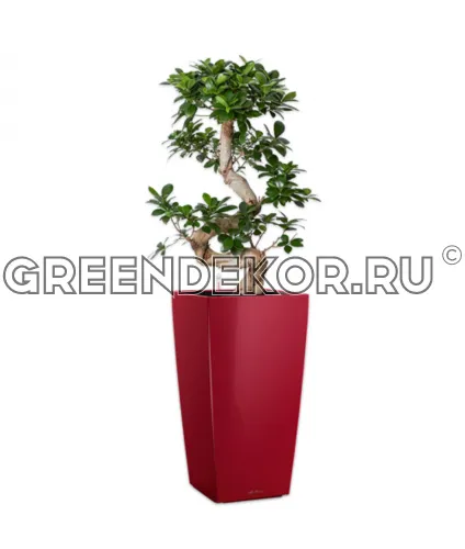Фикус Микрокарпа бонсай S-type в кашпо Lechuza Cubico 30 красный Высота 110 см