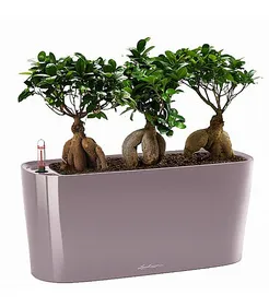 Фикус Микрокарпа трио в кашпо с автополивом LECHUZA Фиолетово-пастельный высота 45 см					
