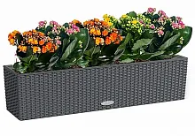 Каланхоэ макси в кашпо с автополивом LECHUZA Гранит высота 40 см