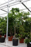ПАХИРА АКВАТИКА Диаметр 70 см Высота 400 см