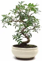 БОНСАЙ ФИСТАШКА ДИАМЕТР 13 СМ ВЫСОТА 25 СМ