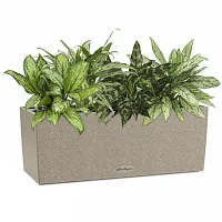 Композиция из аглаонем-микс 1 в кашпо Lechuza Balconera Stone 50 светло-бежевый Высота 40 см