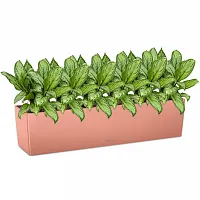 Аглаонемы Мария Христина в кашпо Lechuza Balconera Color 80 кораллово-красный Высота 40 см