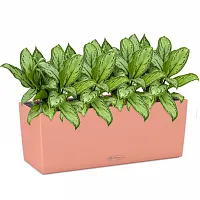 Аглаонемы Мария Христина в кашпо Lechuza Balconera Color 50 кораллово-красный Высота 40 см