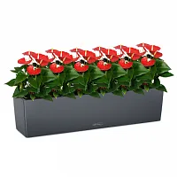 Красные антуриумы в кашпо Lechuza Balconera Color 80 серый Высота 40 см