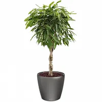 Фикус Биннедика Амстел Кинг штамб твист в кашпо Lechuza Сlassico LS 43 антрацит Высота 140 см