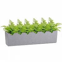 Асплениумы Парвати в кашпо Lechuza Balconera Stone 80 серый камень Высота 30 см