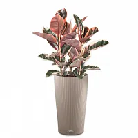 Фикус Эластика Белиз 3 ствола в кашпо Lechuza Cilindro Color 32 бежевый Высота 100 см