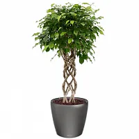 Фикус Бенжамина Экзотика цилиндр в кашпо Lechuza Classico LS 43 антрацит Высота 140 см