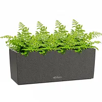 Асплениумы Парвати в кашпо Lechuza Balconera Stone 50 графитовый черный Высота 30 см