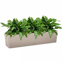 Аглаонемы Мария в кашпо Lechuza Balconera Color 80 песочно-коричневый Высота 40 см