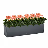 Розовые антуриумы в кашпо Lechuza Balconera Color 80 серый Высота 40 см